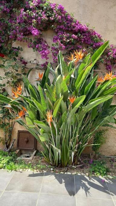 Appartement En Rez De Jardin Et Terrasse Ds Villa Hyères Exteriér fotografie